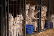 About 170 Samoyeds were removed from a breeding facility on the Minnesota-Iowa border.