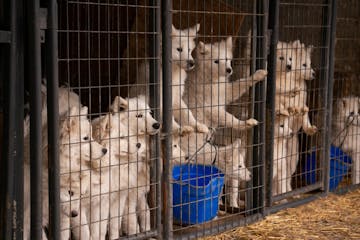 About 170 Samoyeds were removed from a breeding facility on the Minnesota-Iowa border.