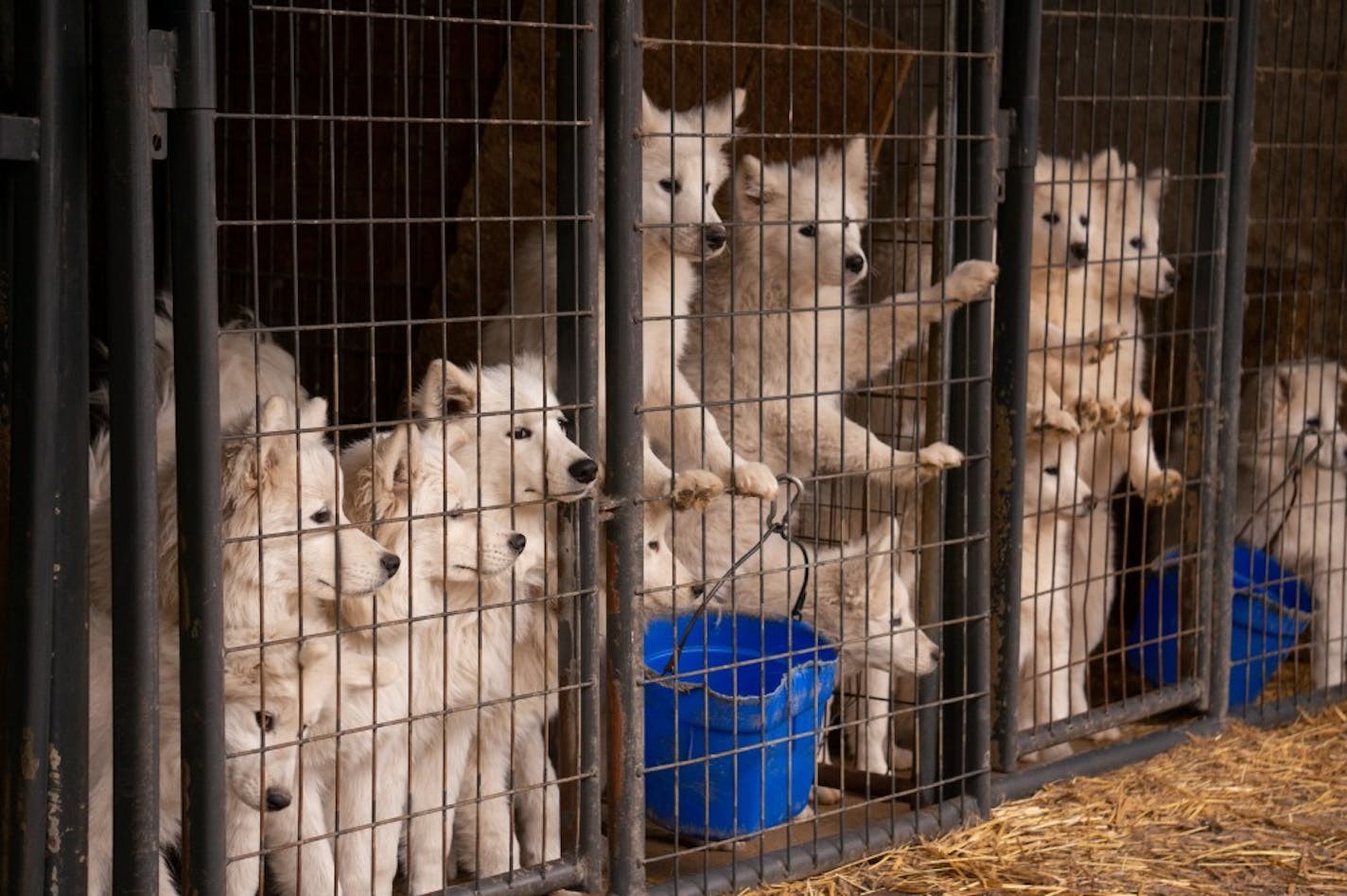 About 170 Samoyeds were removed from a breeding facility on the Minnesota-Iowa border.