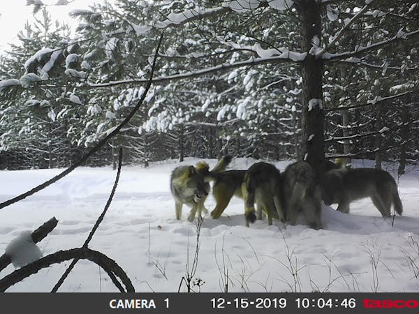 Wolves in the northeast have decimated the deer population, which has been hampered in recent years by tough winters as well.