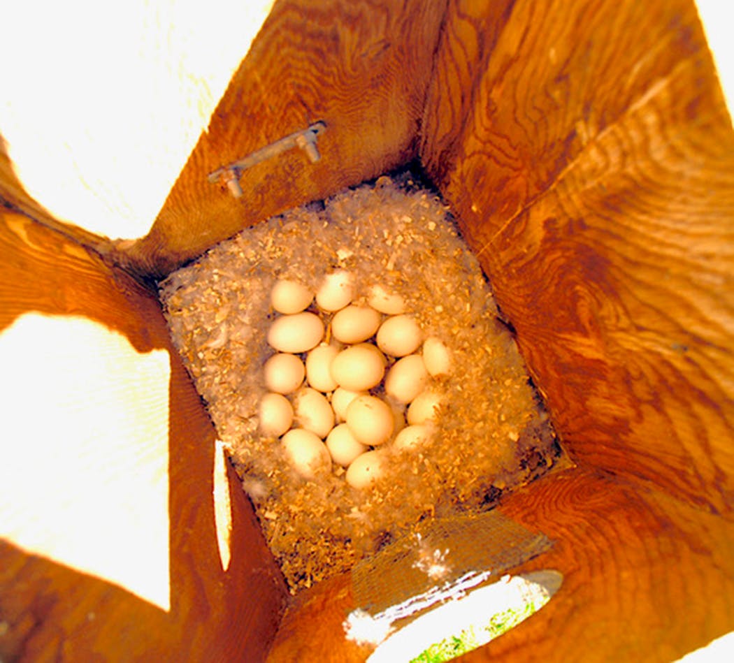 Wood duck eggs.