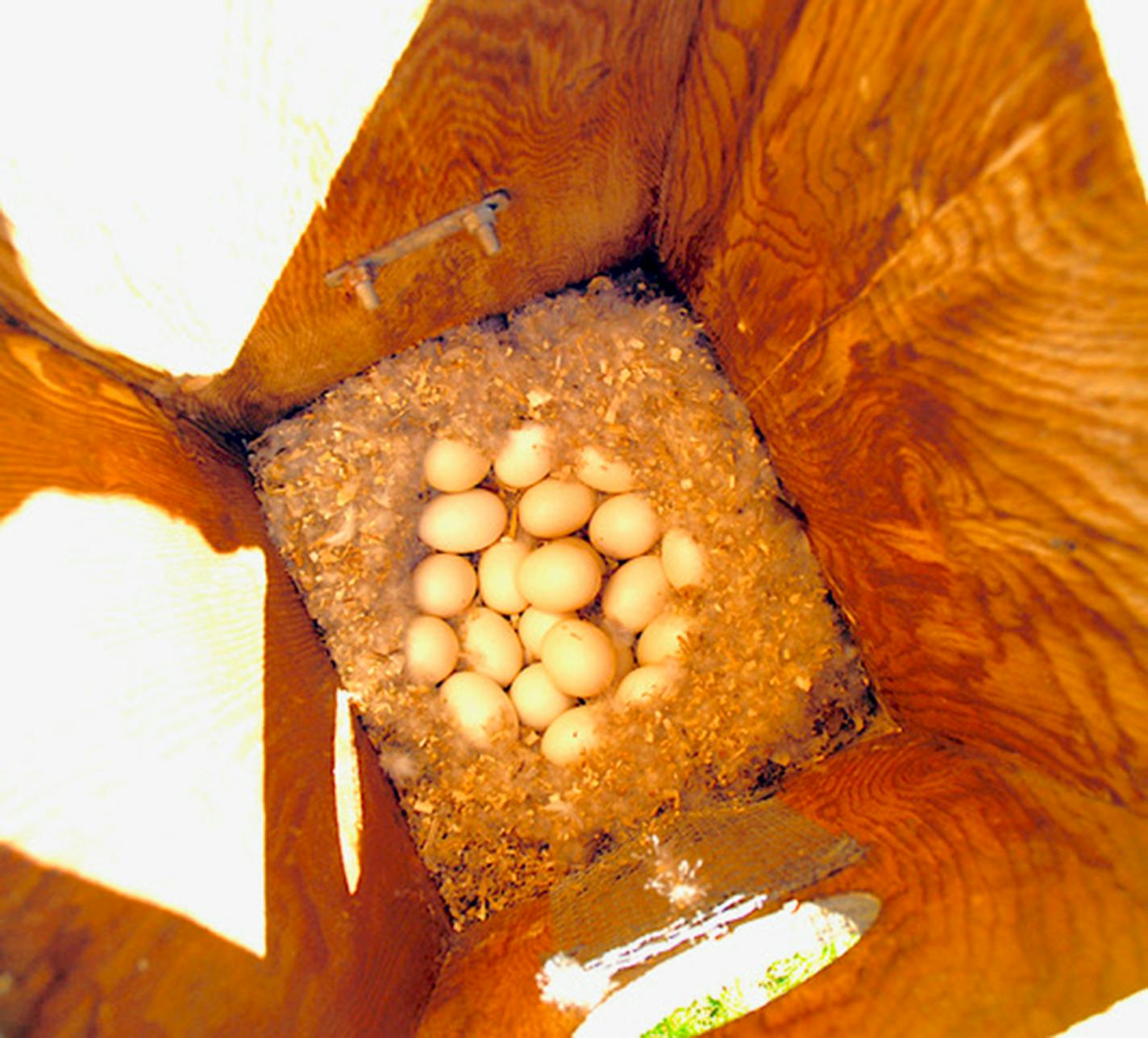 Wood duck eggs.Jim Williams photos