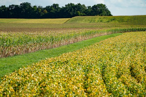 Soybeans and corn are edging closed to harvest, as green turns to gold. These fields are near the city of Lafayette in Nicollet County, Minn. ] GLEN STUBBE • glen.stubbe@startribune.com Wednesday, September 18, 2019 Nicollet County is one of 19 "pivot counties" in Minnesota (and 206 nationwide) that in presidential elections voted Obama, Obama, Trump. In 2018, it was one of seven in the state that flipped back to Democrats in races for U.S. House and Senate and governor, and if the president hop