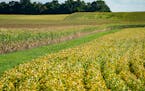 Soybeans and corn are edging closed to harvest, as green turns to gold. These fields are near the city of Lafayette in Nicollet County, Minn. ] GLEN S