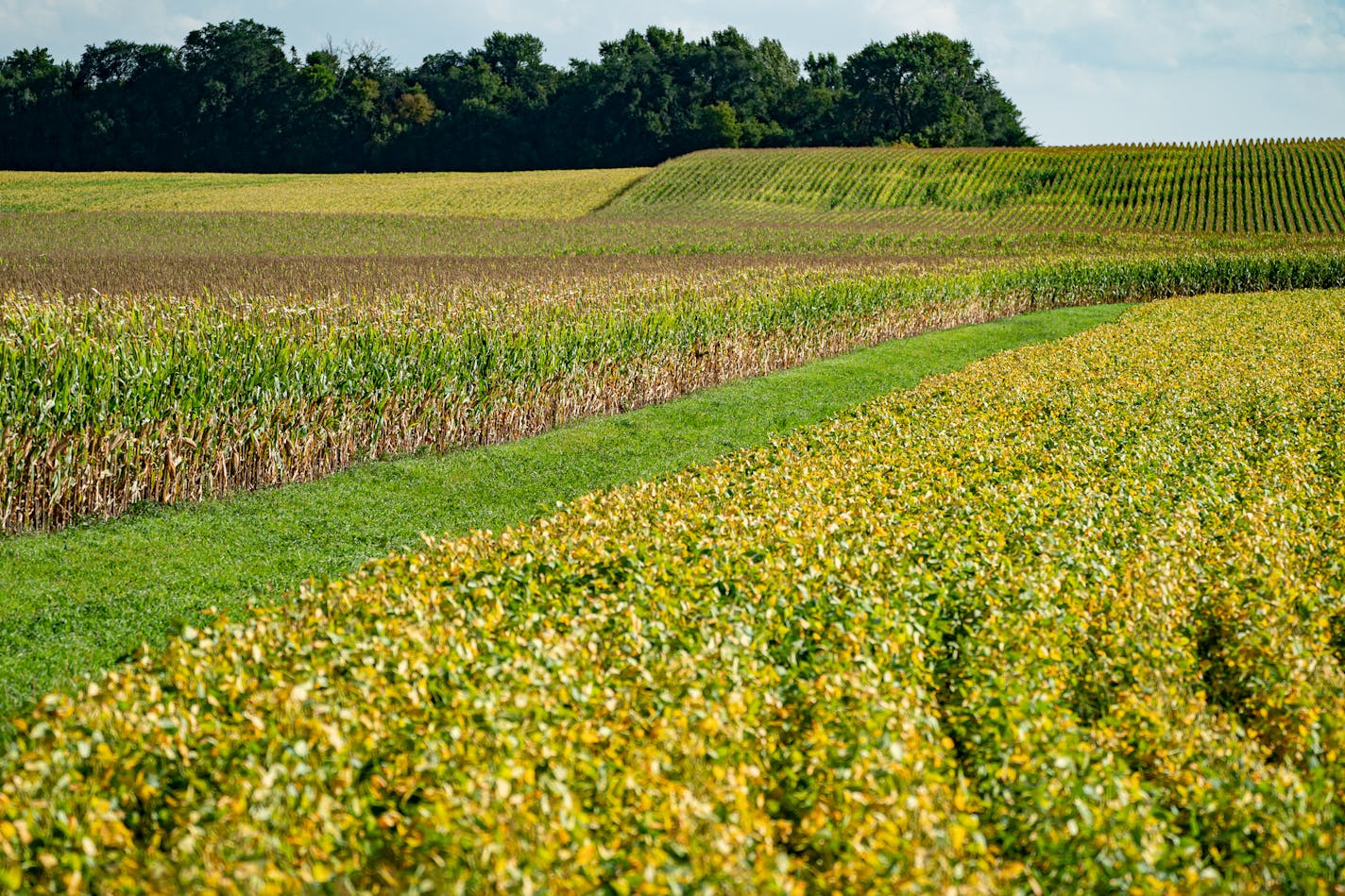 Soybeans and corn are edging closed to harvest, as green turns to gold. These fields are near the city of Lafayette in Nicollet County, Minn. ] GLEN STUBBE • glen.stubbe@startribune.com Wednesday, September 18, 2019 Nicollet County is one of 19 "pivot counties" in Minnesota (and 206 nationwide) that in presidential elections voted Obama, Obama, Trump. In 2018, it was one of seven in the state that flipped back to Democrats in races for U.S. House and Senate and governor, and if the president hop