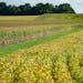 Soybeans and corn are edging closed to harvest, as green turns to gold. These fields are near the city of Lafayette in Nicollet County, Minn. ] GLEN S