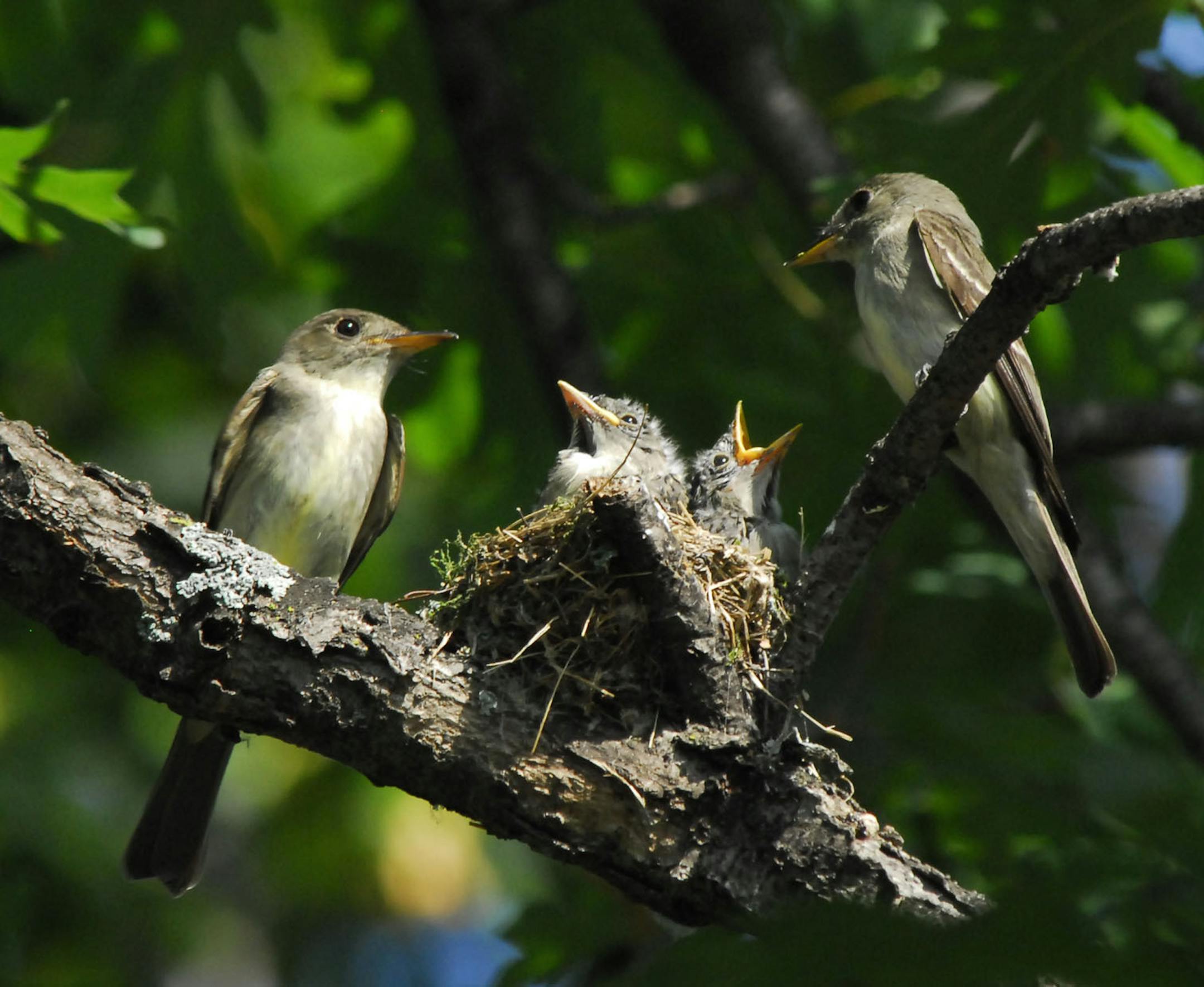Photo by Jim Williams) After these young eastern wood-pewees (a kind of flycatcher) fly away, the abandoned nest will gradually decay over the fall and winter.