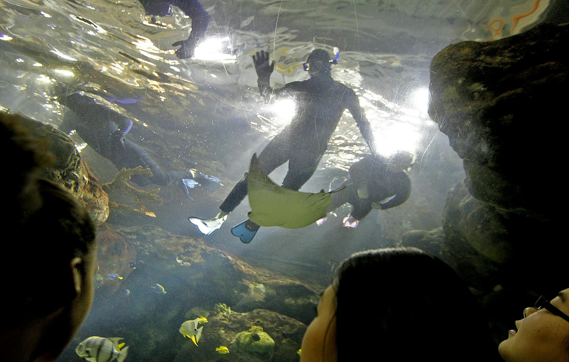 Twin City principals swam in the Sea Life aquarium at Mall of America, Thursday, November 14, 2013 in Bloomington, MN. The principals swam with sharks to spur donations for Give to the Max Day. Some of the principals were from schools that included Saint Paul Music Academy, Lincoln K-8 Choice School, Twin Cities German Immersion School, Kipp Stand Academy, Cologne Academy, and Mounds Park Academy. (ELIZABETH FLORES/STAR TRIBUNE) ELIZABETH FLORES &#x2022; eflores@startribune.com