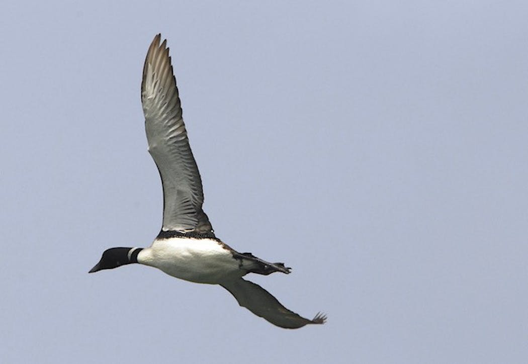 Migrating birds have long narrow wings built for distance.