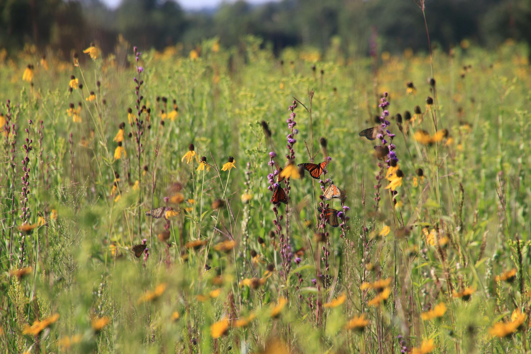 Photo by Hiro Shinomiya —
5. Prairies in autumn attract butterflies — and finches. ONE TIME USE ONLY