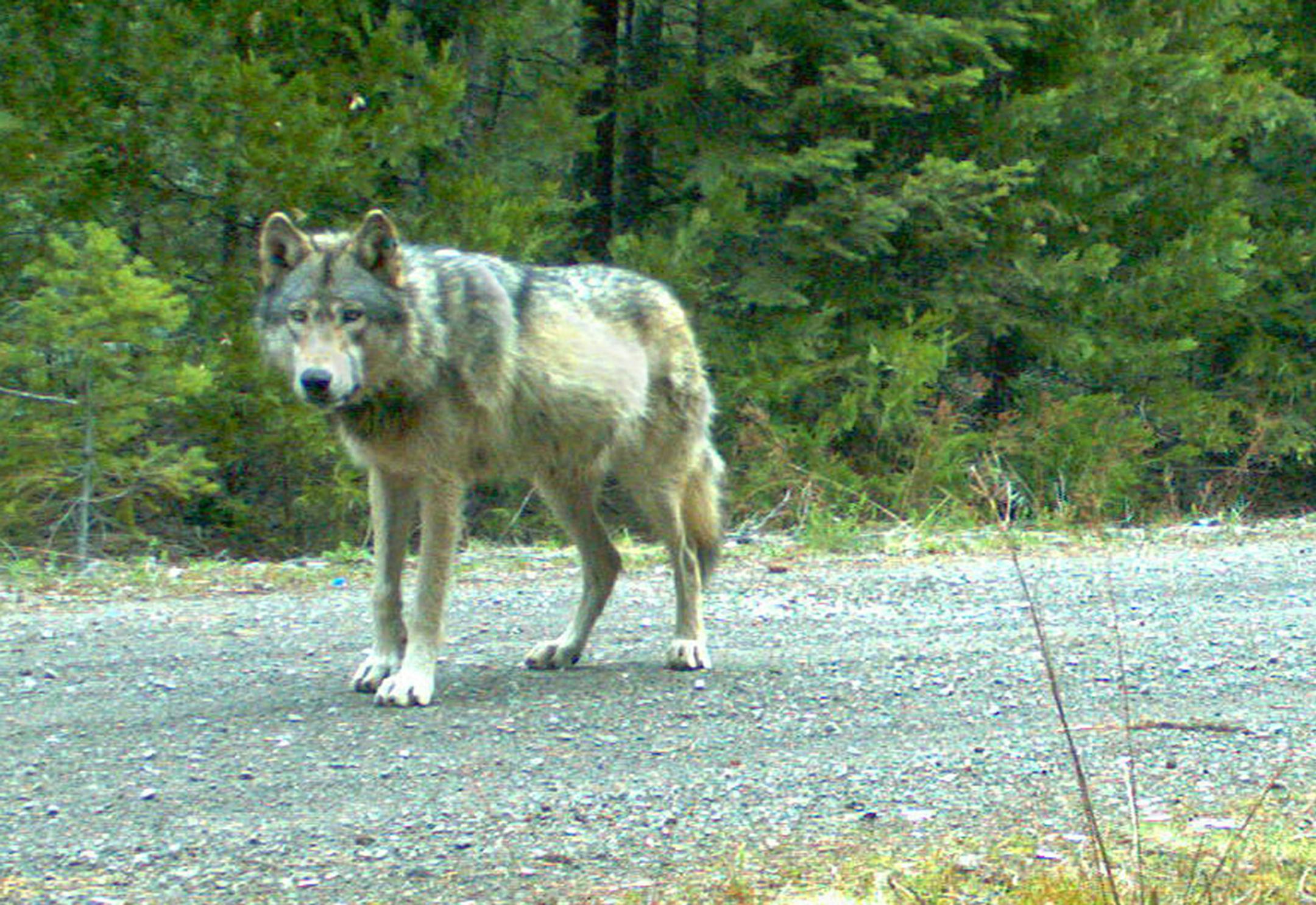 FILE - This remote camera photo taken May 3, 2014 and provided by the U.S. Fish and Wildlife Service shows the wolf OR-7 in southwest Oregon√≠s Cascade Range. The conservation group Oregon Wild has filed a lawsuit challenging a timber sale on the Rogue River-Siskiyou National Forest in southwest Oregon, arguing it may be too close to the den where OR-7 and a mate are raising pups. (AP Photo/USFWS) ORG XMIT: MIN2014072418455193