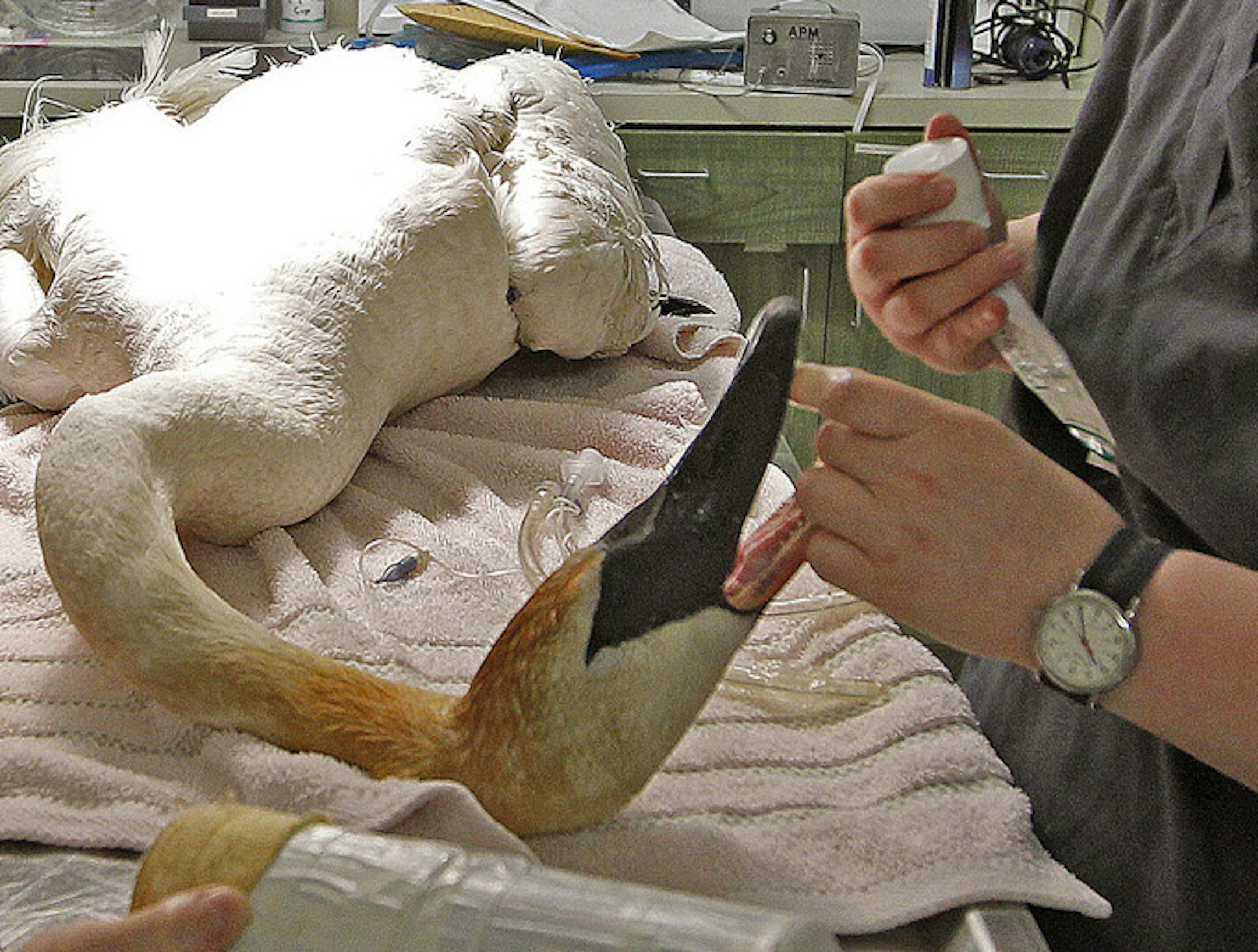 Staff Veterinarian Renee Schott , left, and Jamie Karlin, a certified veterinarian technician, worked on saving a Trumpeter swan at the Wildlife Rehabilitation Center,, Monday, May 26, 2014 in Roseville, MN. ] (ELIZABETH FLORES/STAR TRIBUNE) ELIZABETH FLORES ‚Ä¢ eflores@startribune.com ORG XMIT: MIN1405261152060427