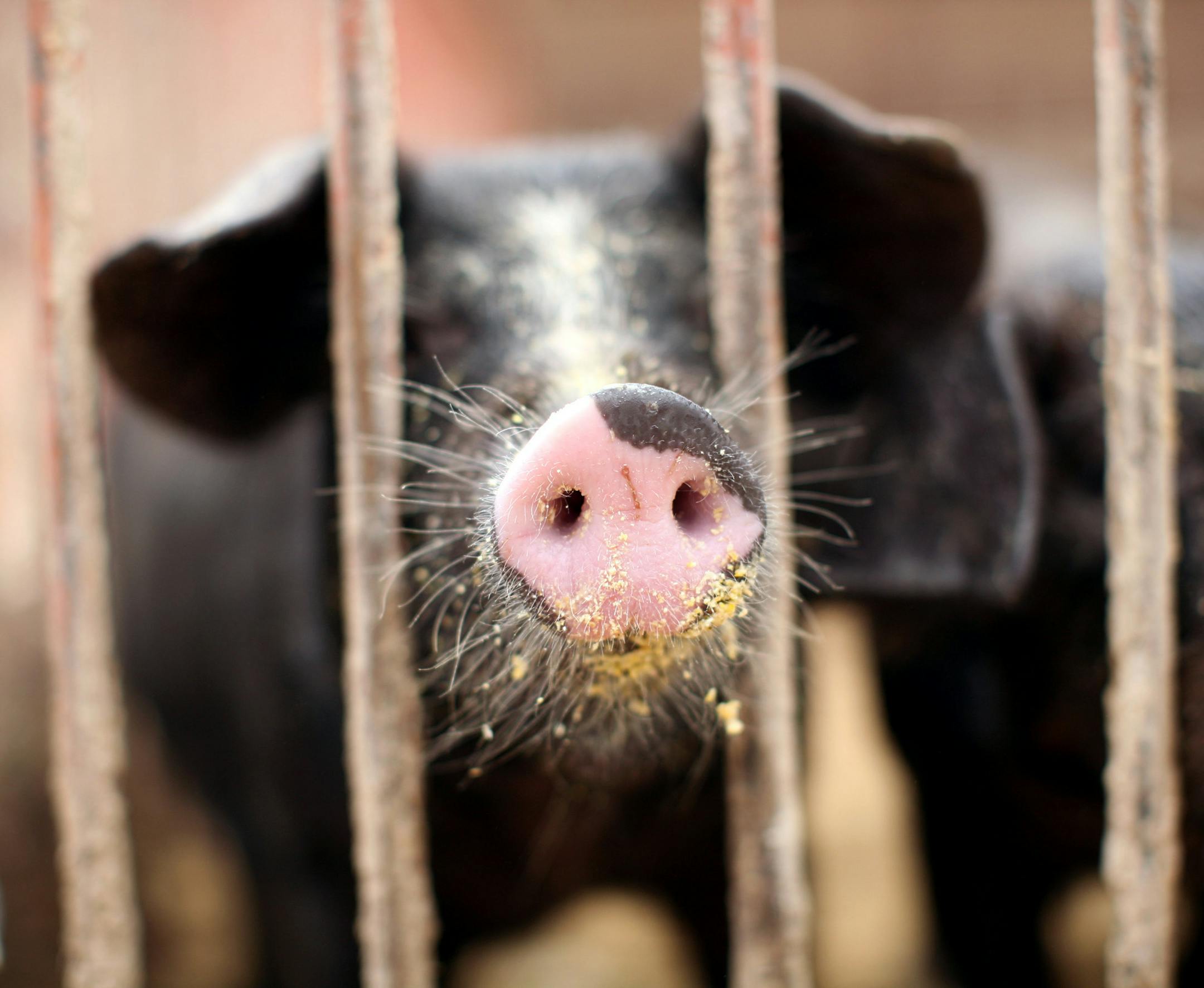 A young pig sniffs around at Tangletown Gardens' farm in Plato May 12, 2013. (Courtney Perry/Special to the Star Tribune)