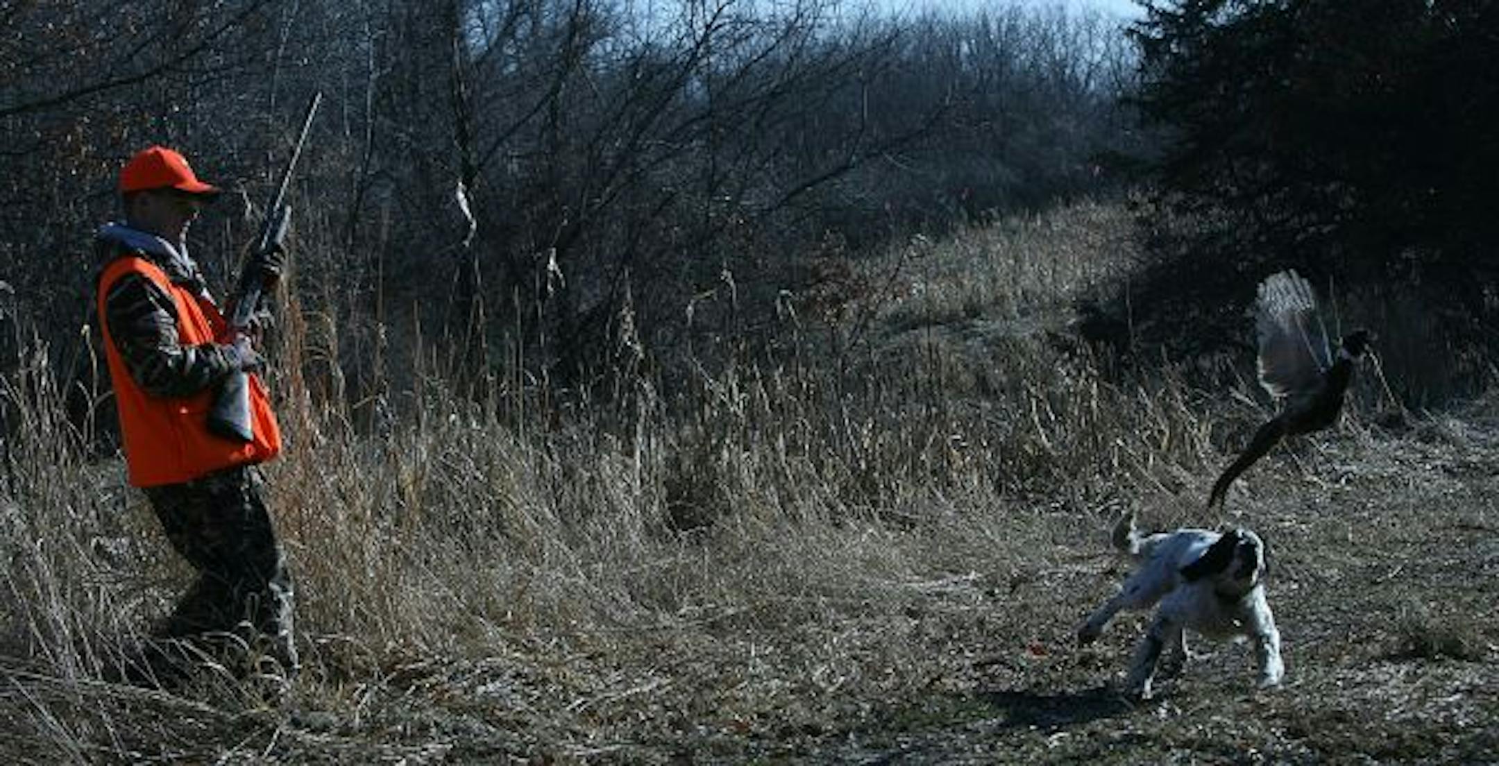 A rooster exploded from cover, startling hunter Moen. But it didn't fly far before Moen's group dropped it.
