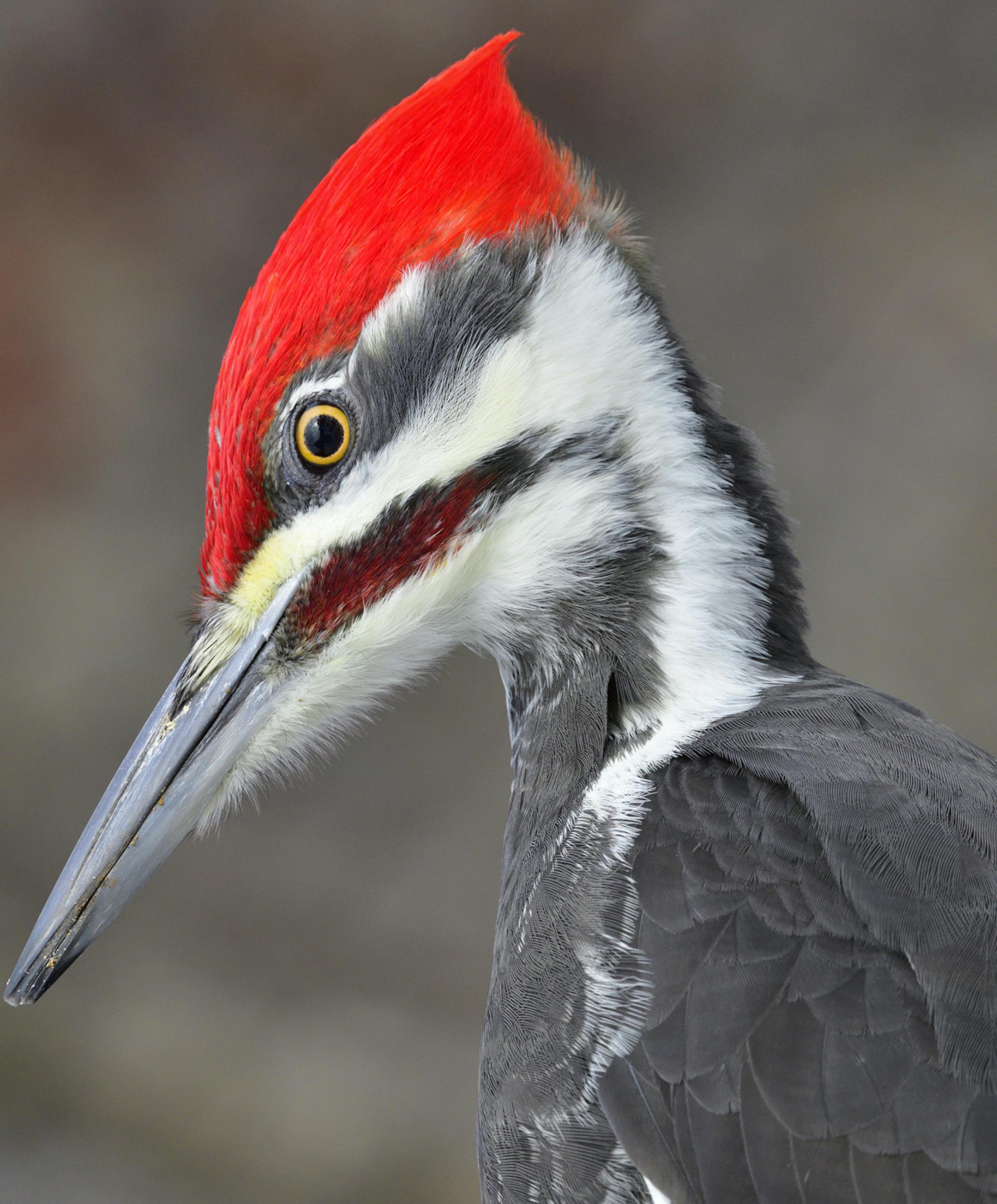 A pileated woodpecker strikes a striking pose while boasting a crown of Christmas red.