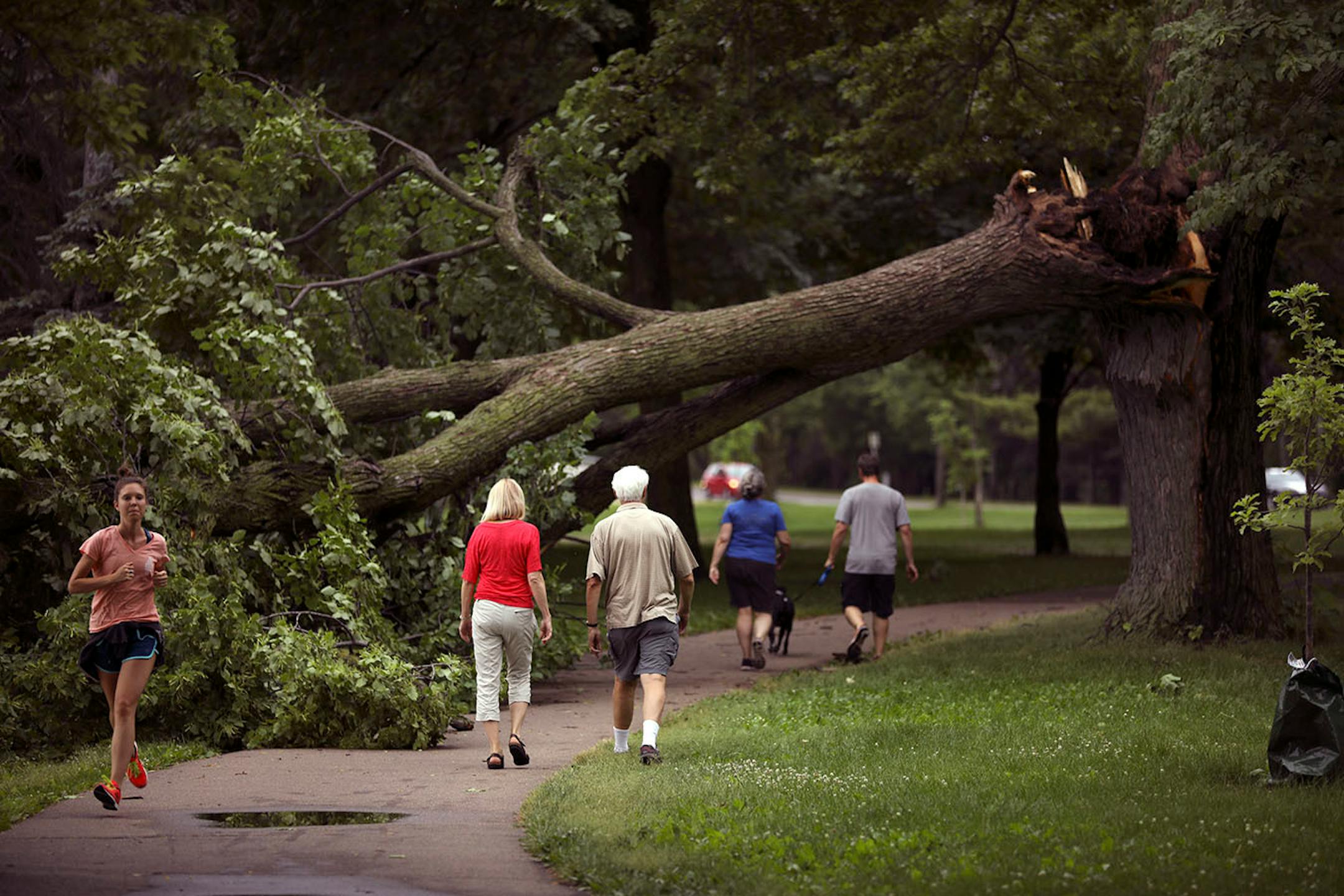 Walkers passed under a tree that fell over the path around Lake Nokomis Sunday afternoon.