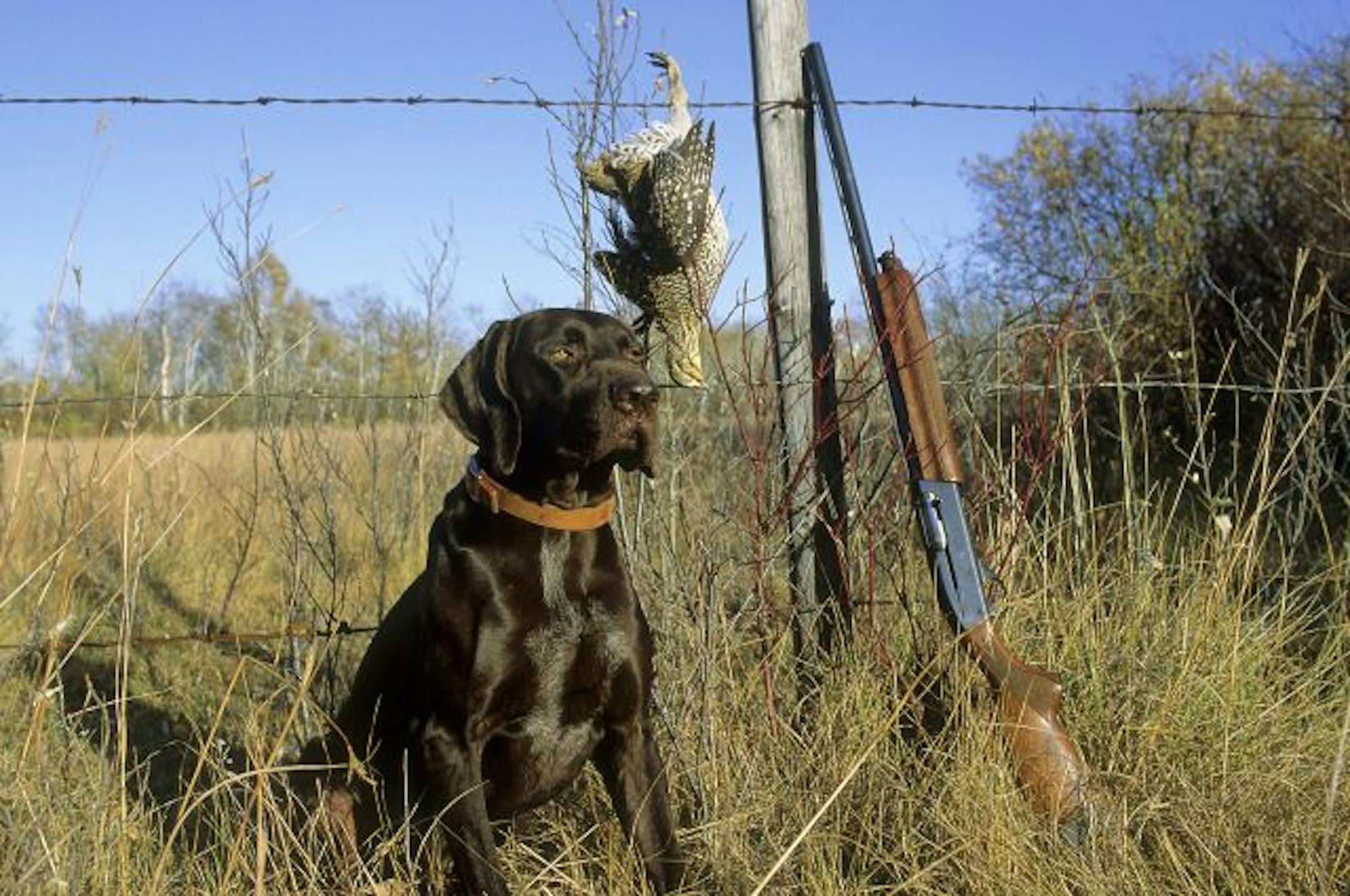 Viking, a German wirehaired pointer who had not a wirehair on his body, was Marchel�s most troublesome dog. Here he poses with a Manitoba sharp-tailed grouse.