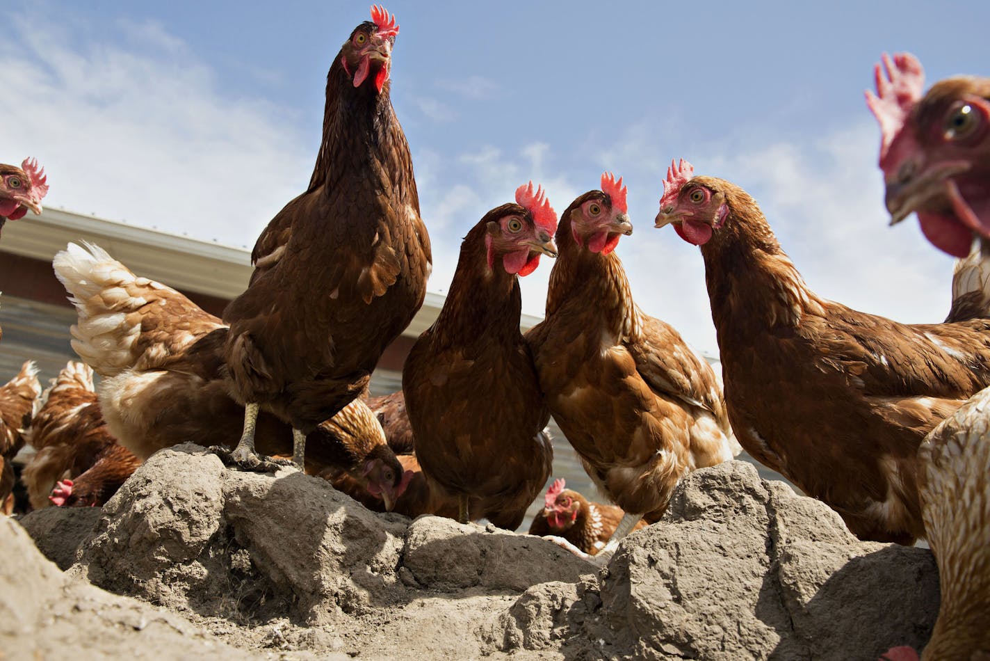 Chickens stand outside a barn at a certified organic family run farm in Illinois. MUST CREDIT: Bloomberg photo by Daniel Acker.