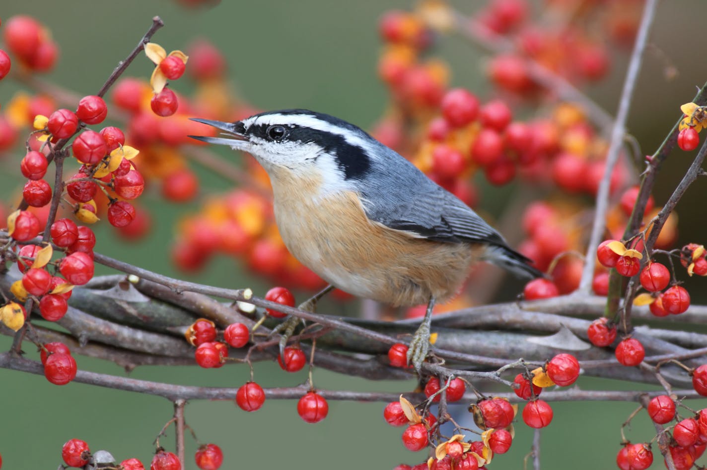 Red-breasted Nuthatch (sitta canadensis) on a bittersweet perch with a colorful background