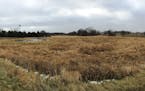 Farm land in Chaska that city officials hope will one day become a business park.