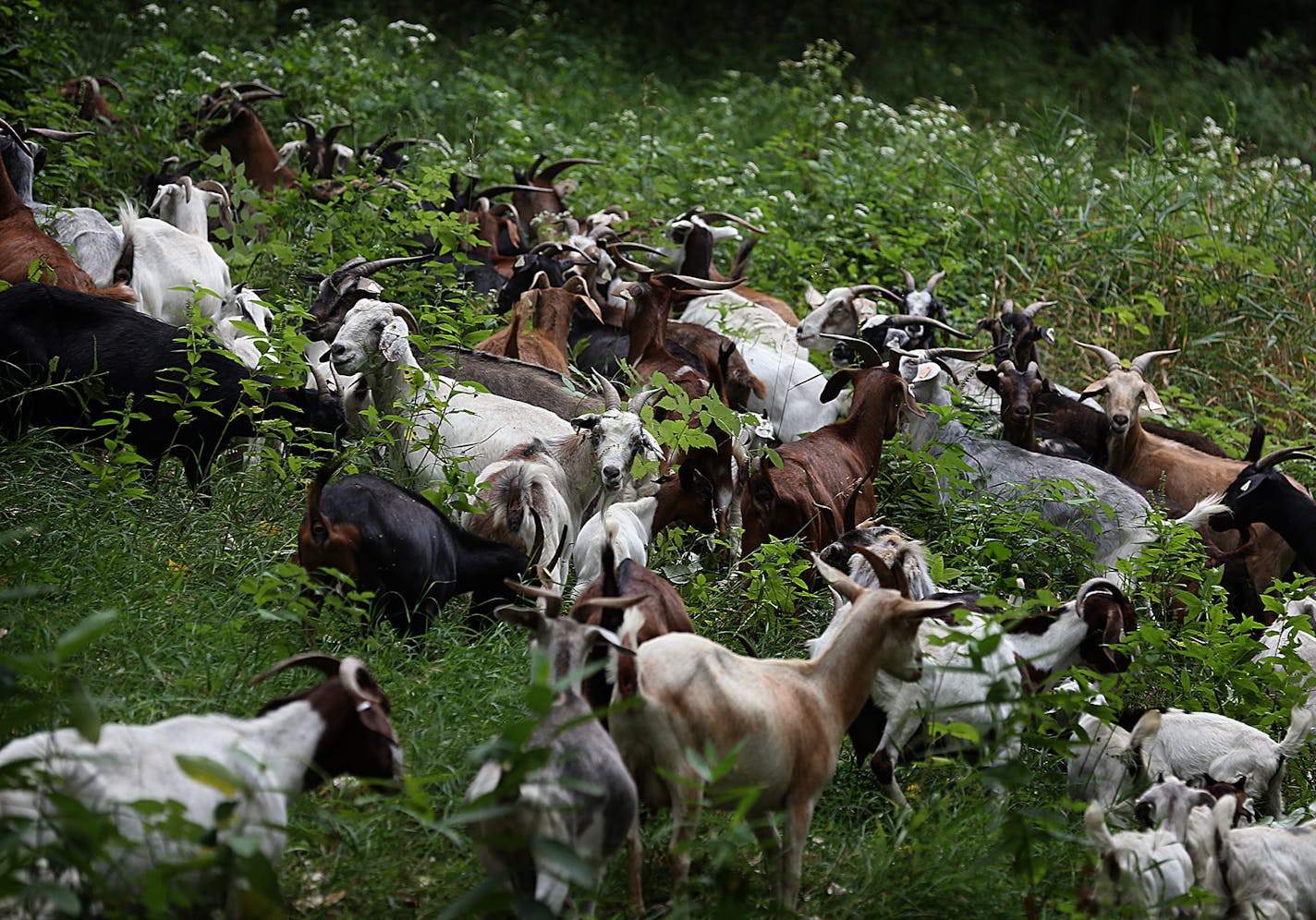 A group of about 80 Savannah and Spanish goats settled into their new habitat at the Flint Hills Resources Pine Bend refinery in Rosemount. ] (JIM GEHRZ/STAR TRIBUNE) / August 30, 2013, Rosemount, MN &#x201a;&#xc4;&#xec; BACKGROUND INFORMATION- About 80 goats were released in a field at the Flint Hills Resources Pine Bend refinery in Rosemount, as part of an effort to maintain and restore habitat. In all, about 130 goats will graze in the area in an effort eliminate buckthorn. Friends of the Mis