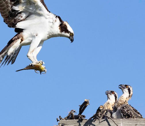 Two young osprey birds on a manmade platform nest look up expectantly, bills open, as its parent flies to the nest with a fish in its talons.