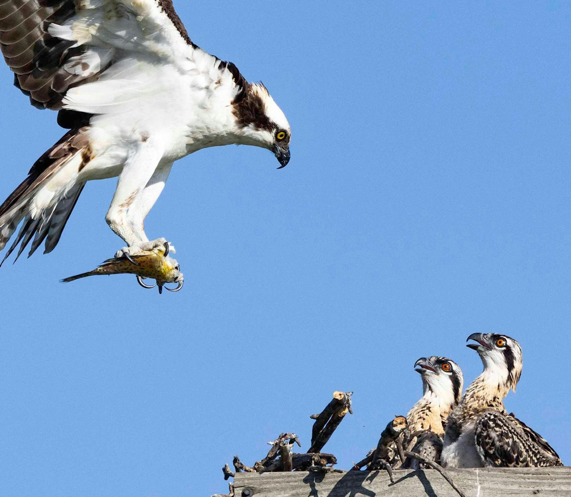 Two young osprey birds on a manmade platform nest look up expectantly, bills open, as its parent flies to the nest with a fish in its talons.