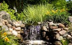 A bog flows into multiple waterfalls in Candace McClenahan's Bloomington water garden featured on the Minnesota Water Garden Society tour, July 27-28.