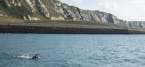 With the Dover cliffs as a backdrop, Karen Zemlin begins her attempt Aug. 1 at a crossing of the English Channel.