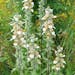 Grecian foxglove is poisonous to humans and livestock. The plant is a perennial that will grow year after year left untreated.
