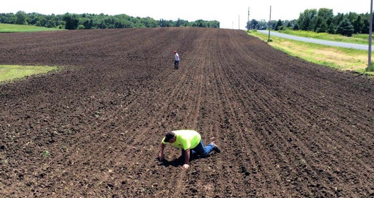 For the first time in six decades, Minnesota farmers are planting hemp. This field near Hastings is one of half a dozen farms participating in the Minnesota Department of Agriculture&#xed;s industrial hemp pilot program. photo by Jennifer Brooks