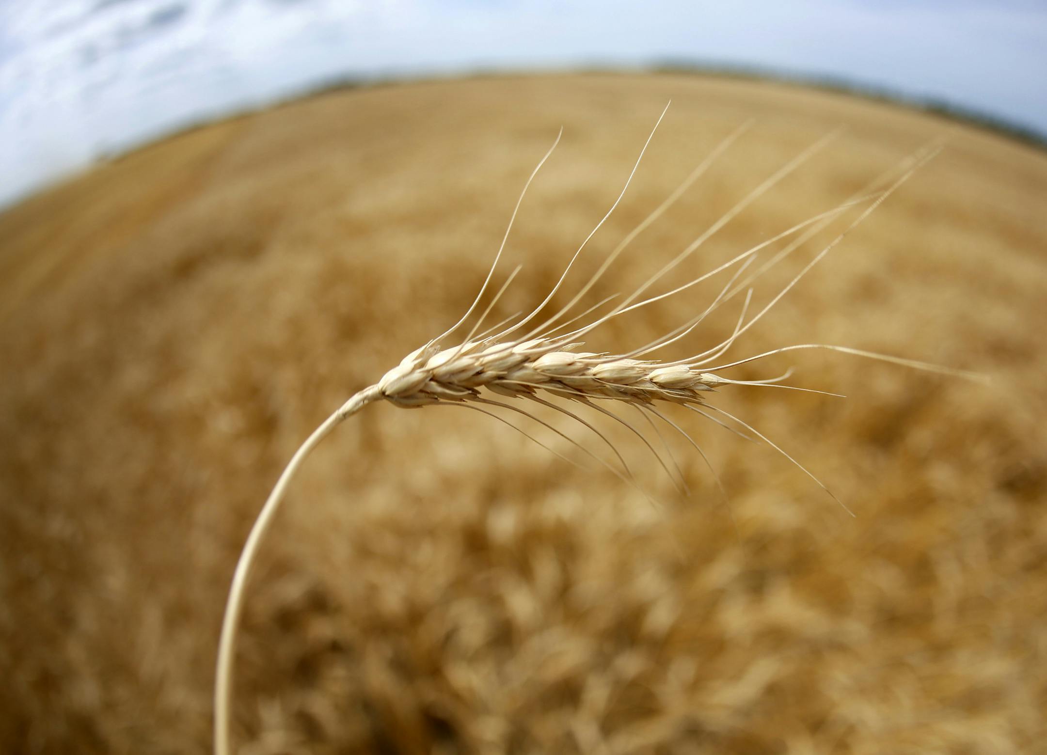 Wheat acreage has been continually declining for years, as more farmers plant corn and soybeans. The latter, particularly corn, offer better investment returns, and yield growth in corn and beans has far outpaced that of wheat. Plus, corn and beans use GMO seeds, which cut down on farmers' work and labor costs, and can increase yields. In the world of wheat, GMO is forbidden. Here Jay Nord harvests wheat from an 80 acre plot near Wolverton, MN. ] BRIAN PETERSON &#x201a;&#xc4;&#xa2; brianp@startr