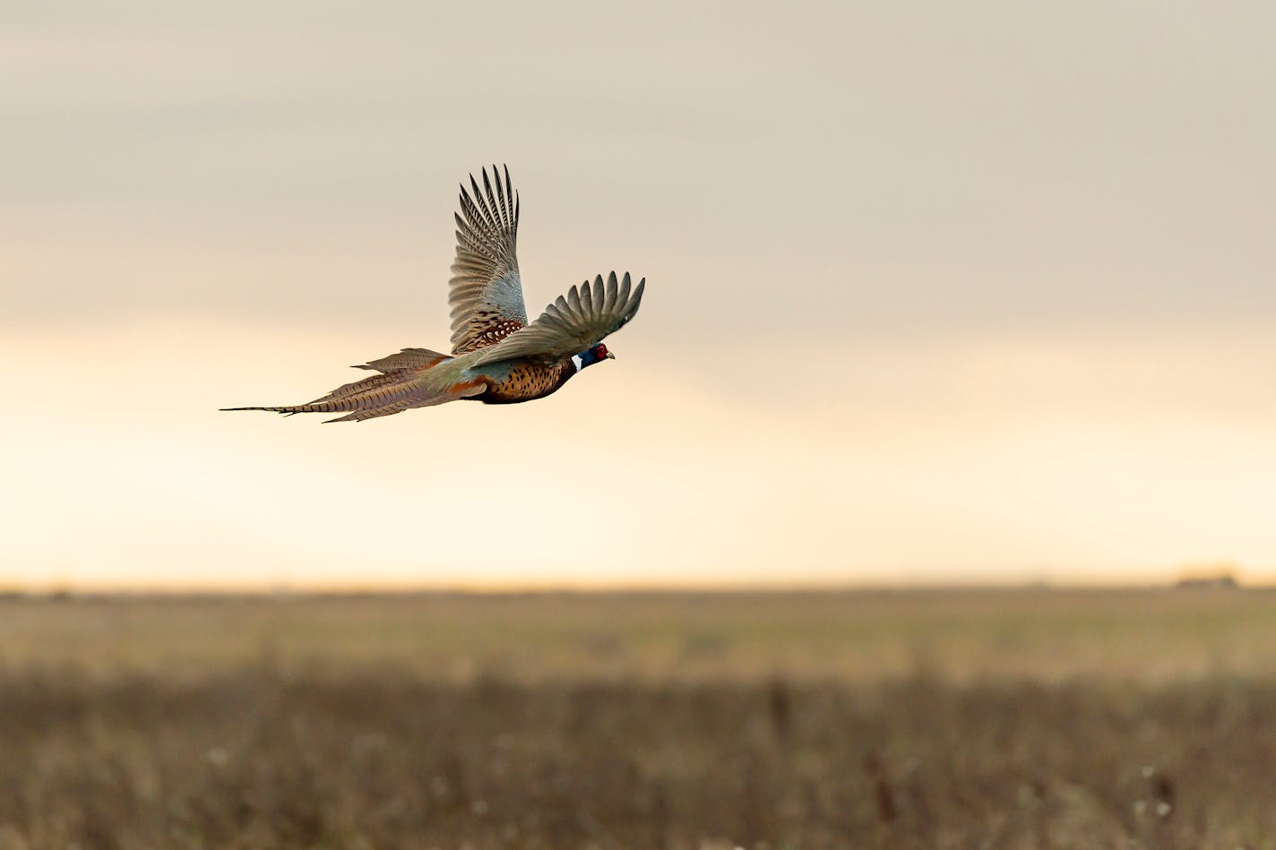 Floridly colored, the rooster pheasant has inspired generations of upland hunters and conservationists since they were ntroduced here from China at the turn of the last century.