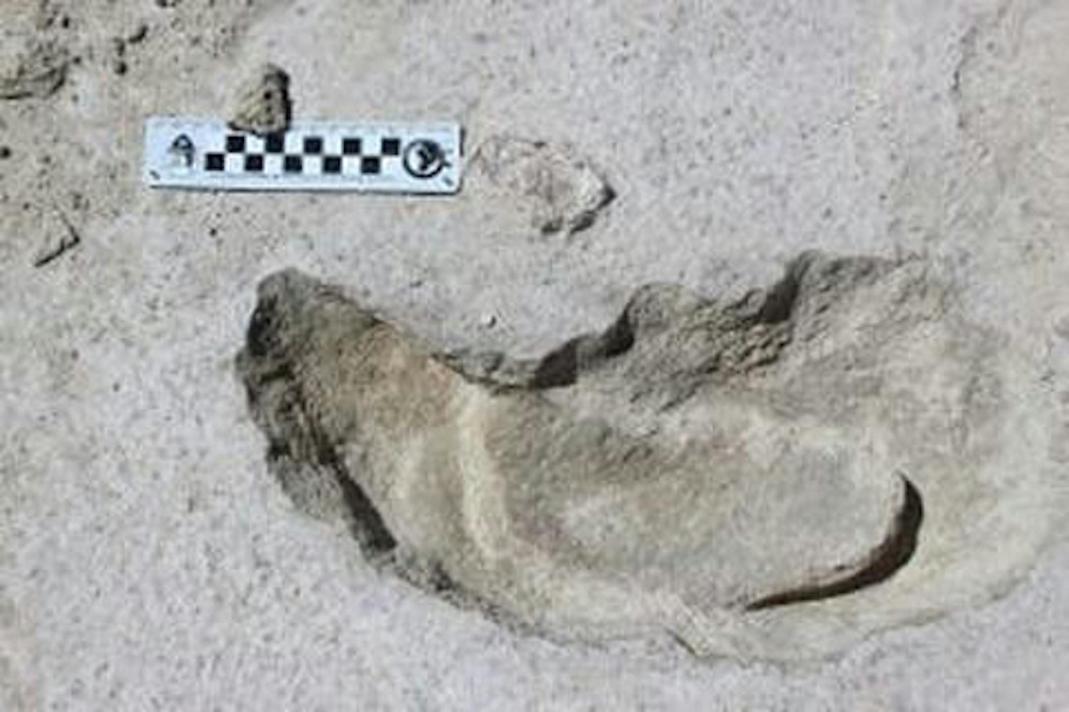 A human footprint inside a sloth track.
