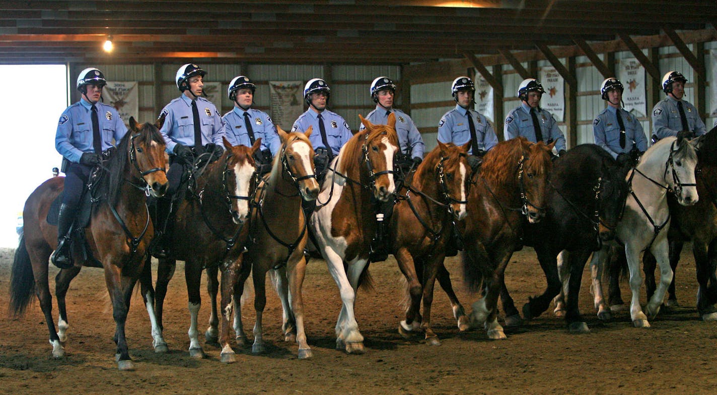 ELIZABETH FLORES � eflores@startribune.com April 23, 2008 - Maple Plaine, MN - The Minneapolis Police Department Mounted Patrol Unit held a graduation ceremony for 10 of its newest officers.The Minneapolis Police Mounted Patrol Unit adds 10 additional officers to its ranks, bringing the total strength of the unit to 30. The grueling six-week training is challenging both mentally and physically. Of the 10 new officers, only one had previous riding experience. The officers learn everything related