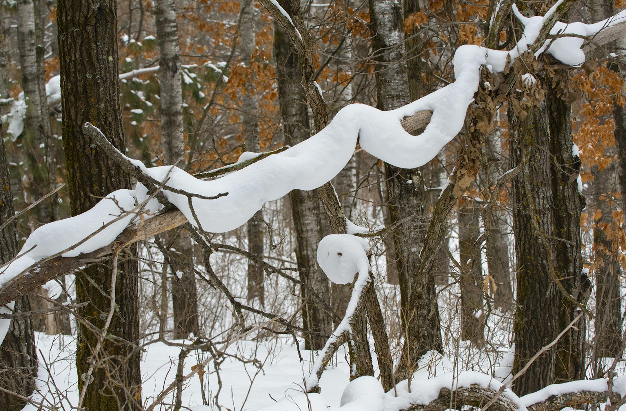 Veteran cross-country skier Bill Marchel spotted a "snow snake" clinging to a leaning tree while on a trail last Saturday in the Northland Arboretum in Brainerd.