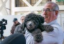 County Attorney Mike Freeman introduced the office's first ever emotional support animal, a golden doodle named Barrett. Barrett's trainer, Kathryn Ne