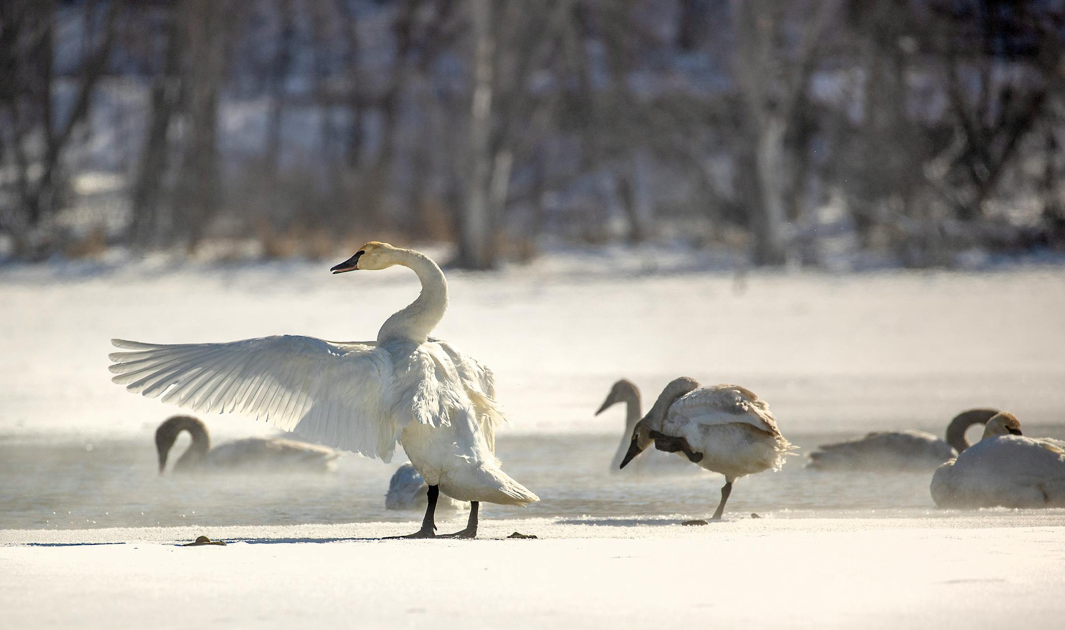While human life outside was minimal, the wildlife found a small opening of open water at Lilydale Regional Park, Monday, February 15, 2021 in St. Paul.