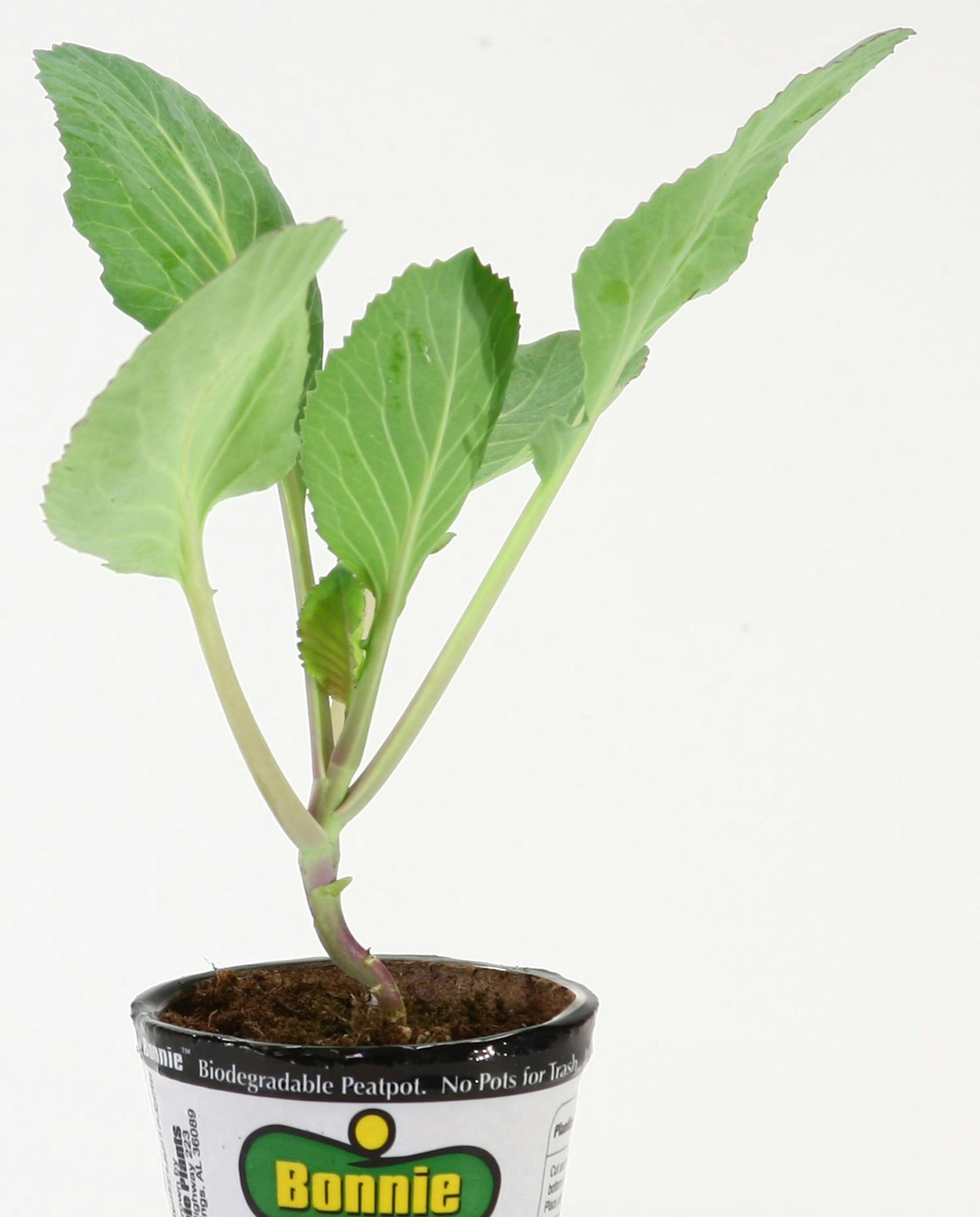 Third-grade teachers and home-schooled students can apply to get cabbage seedlings for the 2013 Bonnie Plants Cabbage Program. (MCT) ORG XMIT: 1134844 ORG XMIT: MIN1302132302042440