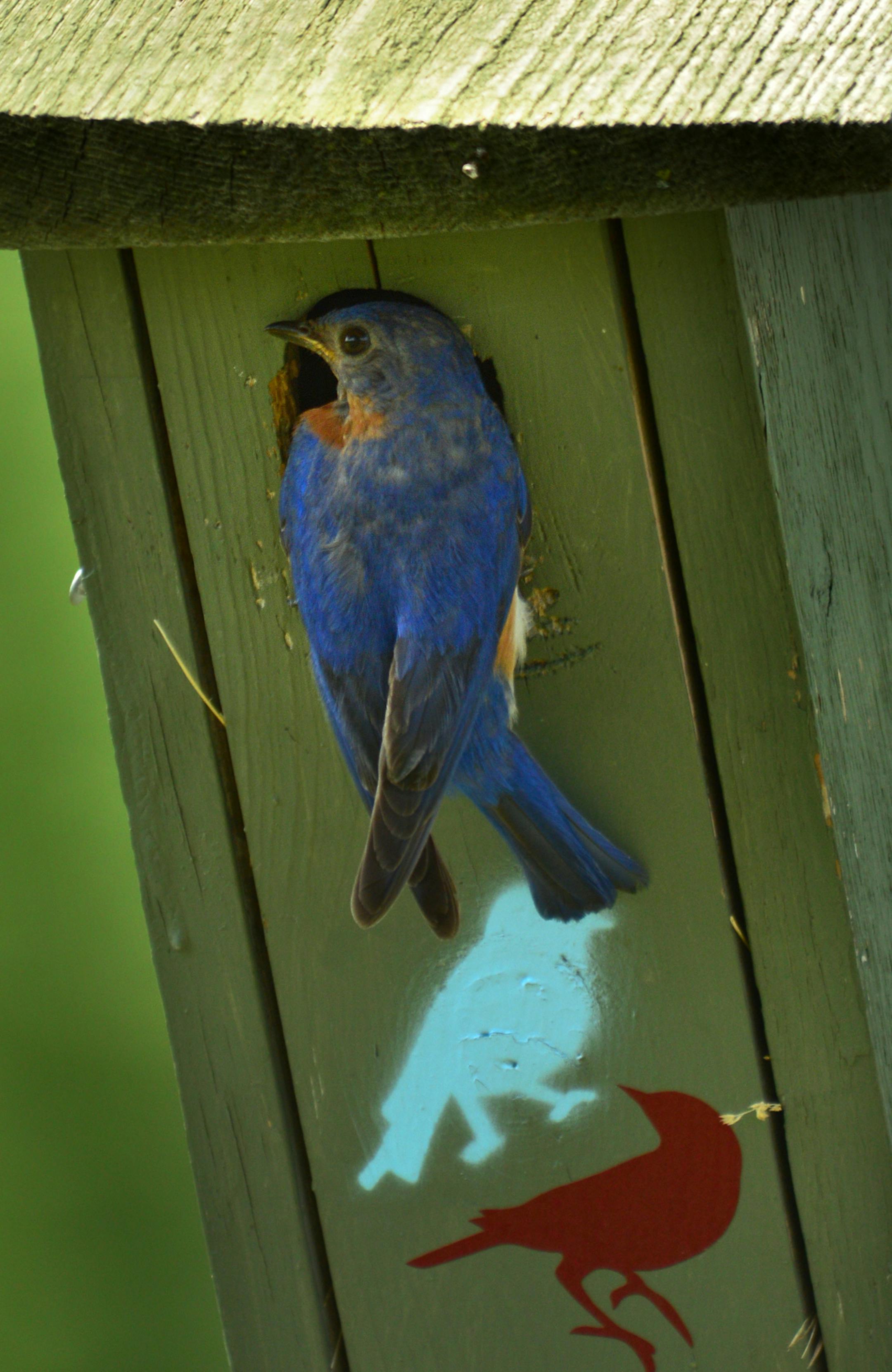 Anoka County bluebird coordinator Jeanne Wilkinson, maintains 39 bluebird houses in Anoka parks, golf courses and even in the cemeteries.This blue bird backed out of the nesting house after feeding the chicks in Forest Hill Cemetery. ] A bluebird sighting was becoming a rarity 35 years ago when 11 alarmed people created the Bluebird Recovery of Minnesota. They built and hung birdhouses and the first year they reported 22 hatchlings. Last year the group recorded more than 20,000 hatchlings. Today