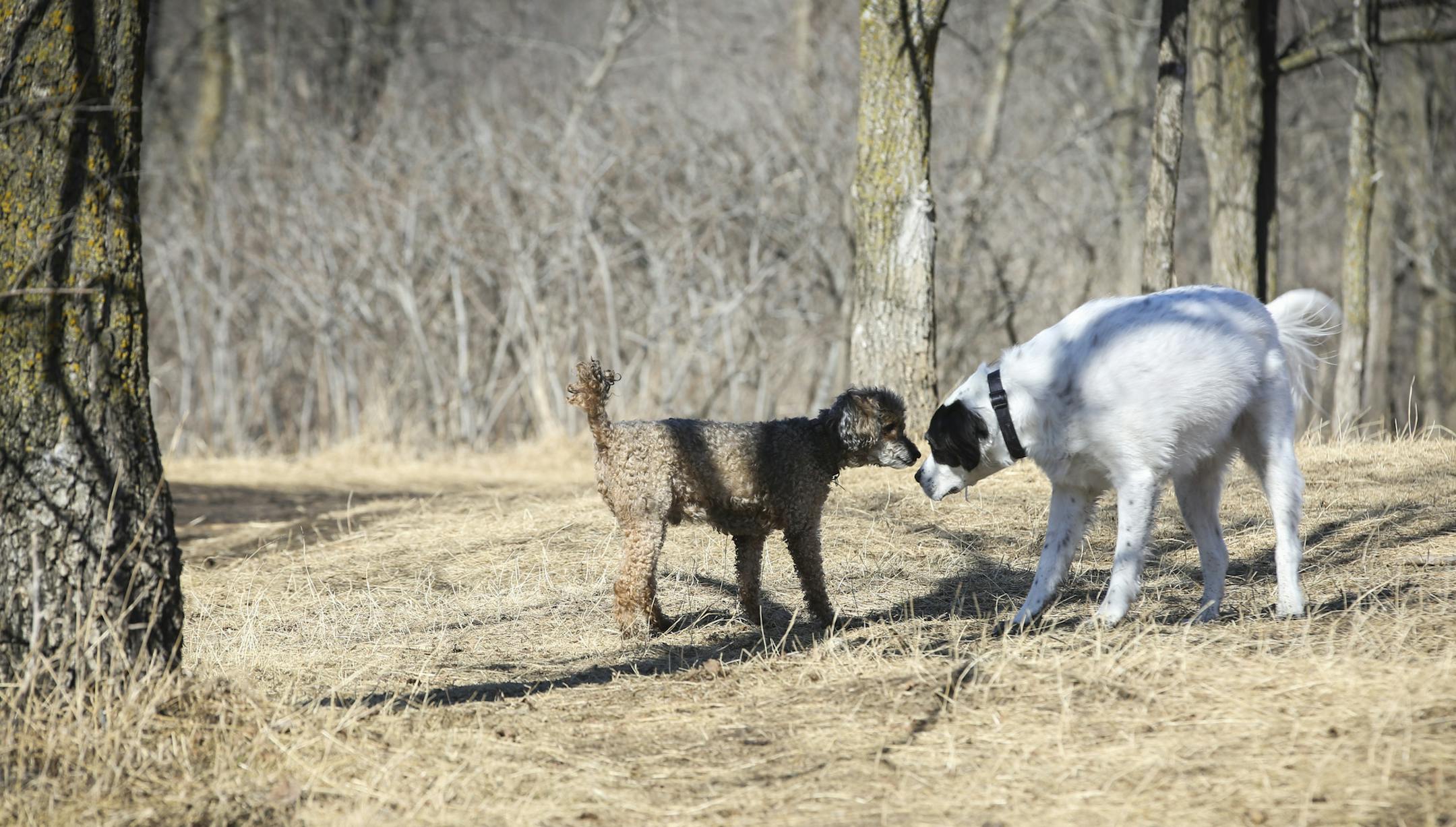 Rusty and Maxwell got acquainted in an off leash area of Purgatory Park in Minnetonka, Minn., on Tuesday, March 10, 2015. ] RENEE JONES SCHNEIDER • reneejones@startribune.com
