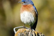 Eastern bluebird. Photo by Jim Williams