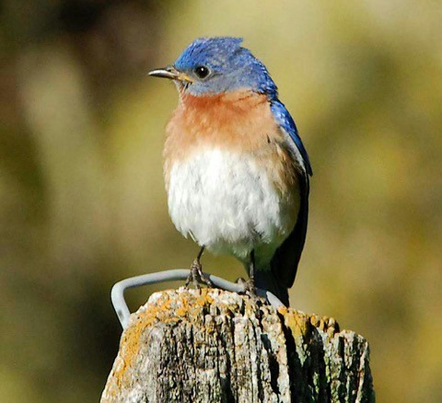 Eastern bluebird. Photo by Jim Williams