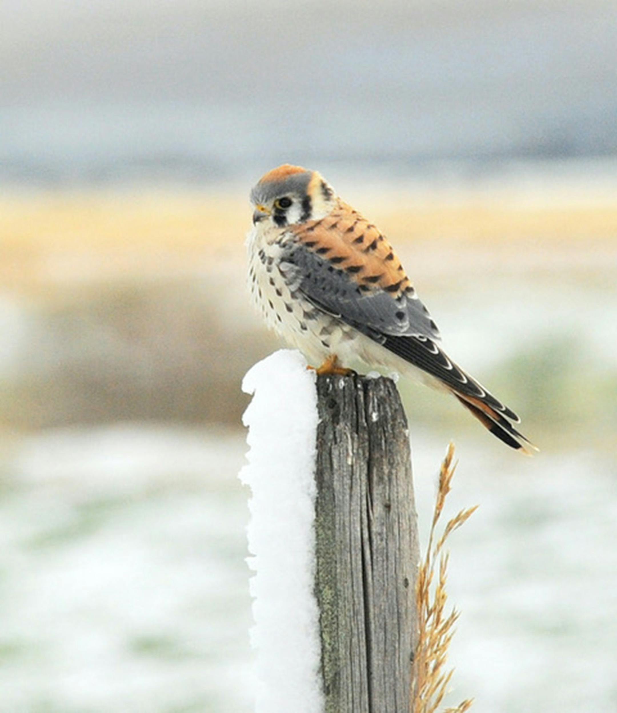 Find kestrels along roads by watching the tops of poles, perfect places for the bird to watch for insect or small mammal prey.