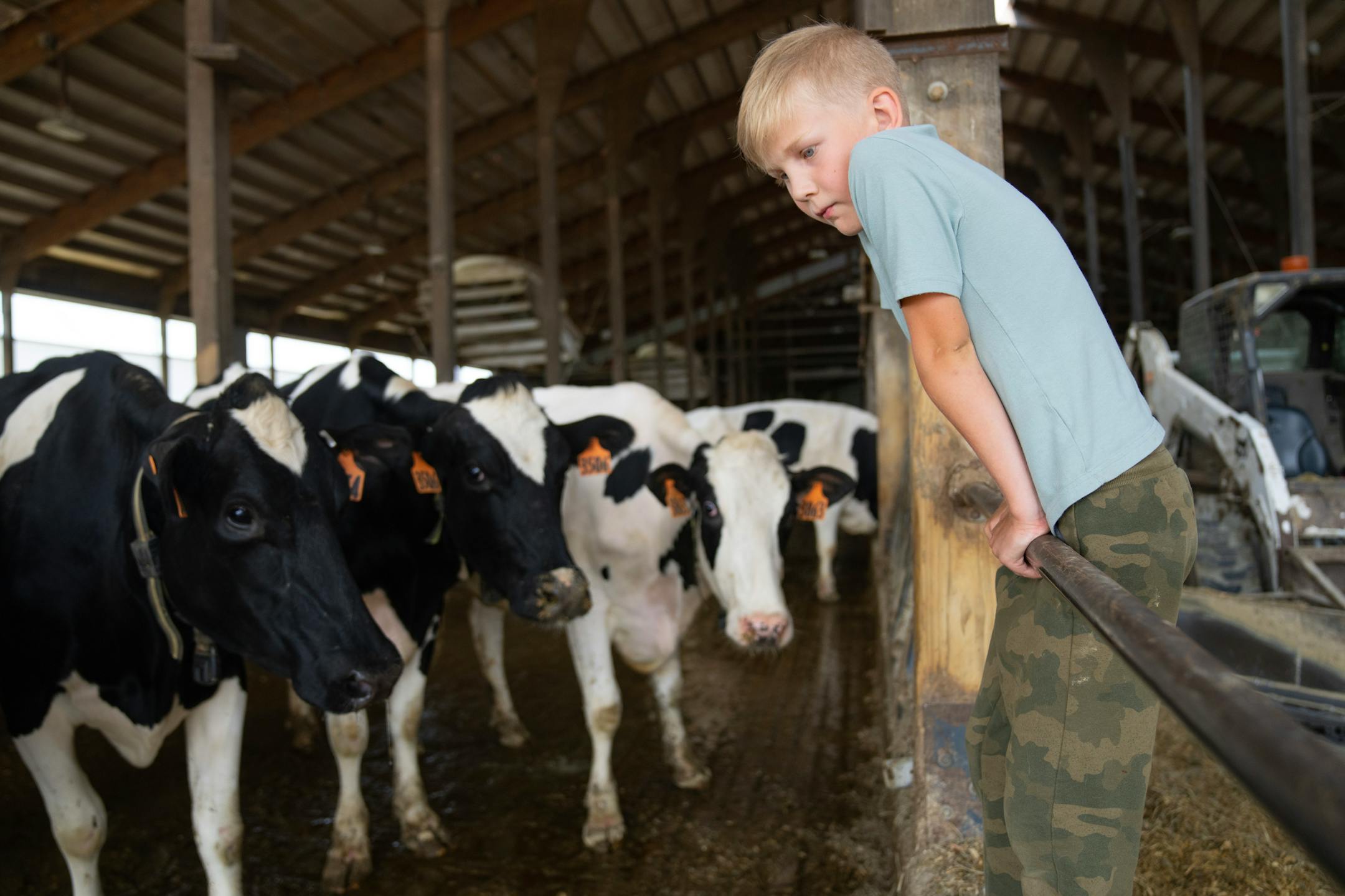 Llewyn Tweten, 8, looks at some of the dairy cows in his family's barn Wednesday, June 15, 2023, at Valley Acres Dairy in Lewiston, Minn.