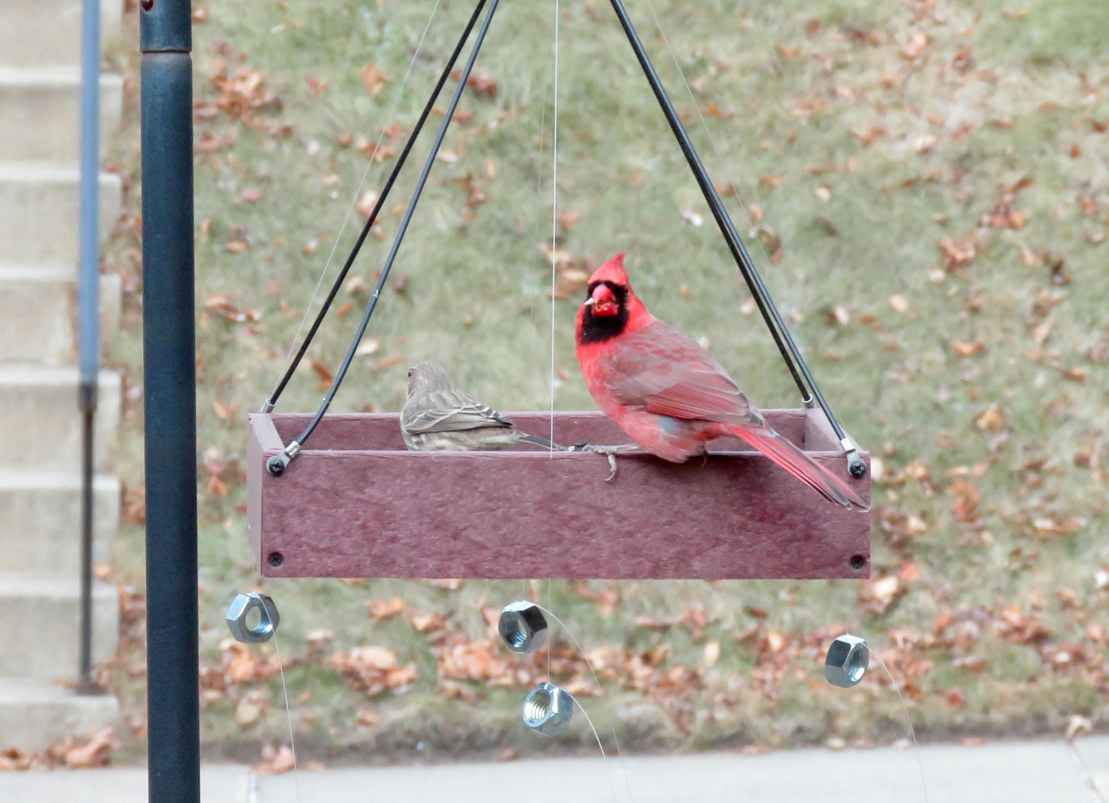 A cardinal sits on a tray feeder surrounded by fishing line with metal nuts dangling at the ends in an effort to deflect sparrows from visiting the feeder.
