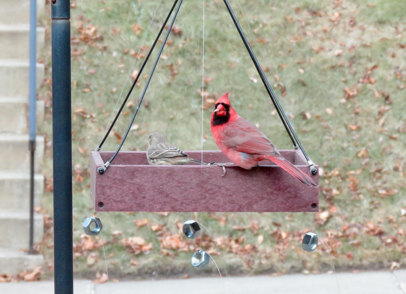 A cardinal sits on a tray feeder surrounded by fishing line with metal nuts dangling at the ends in an effort to deflect sparrows from visiting the feeder.