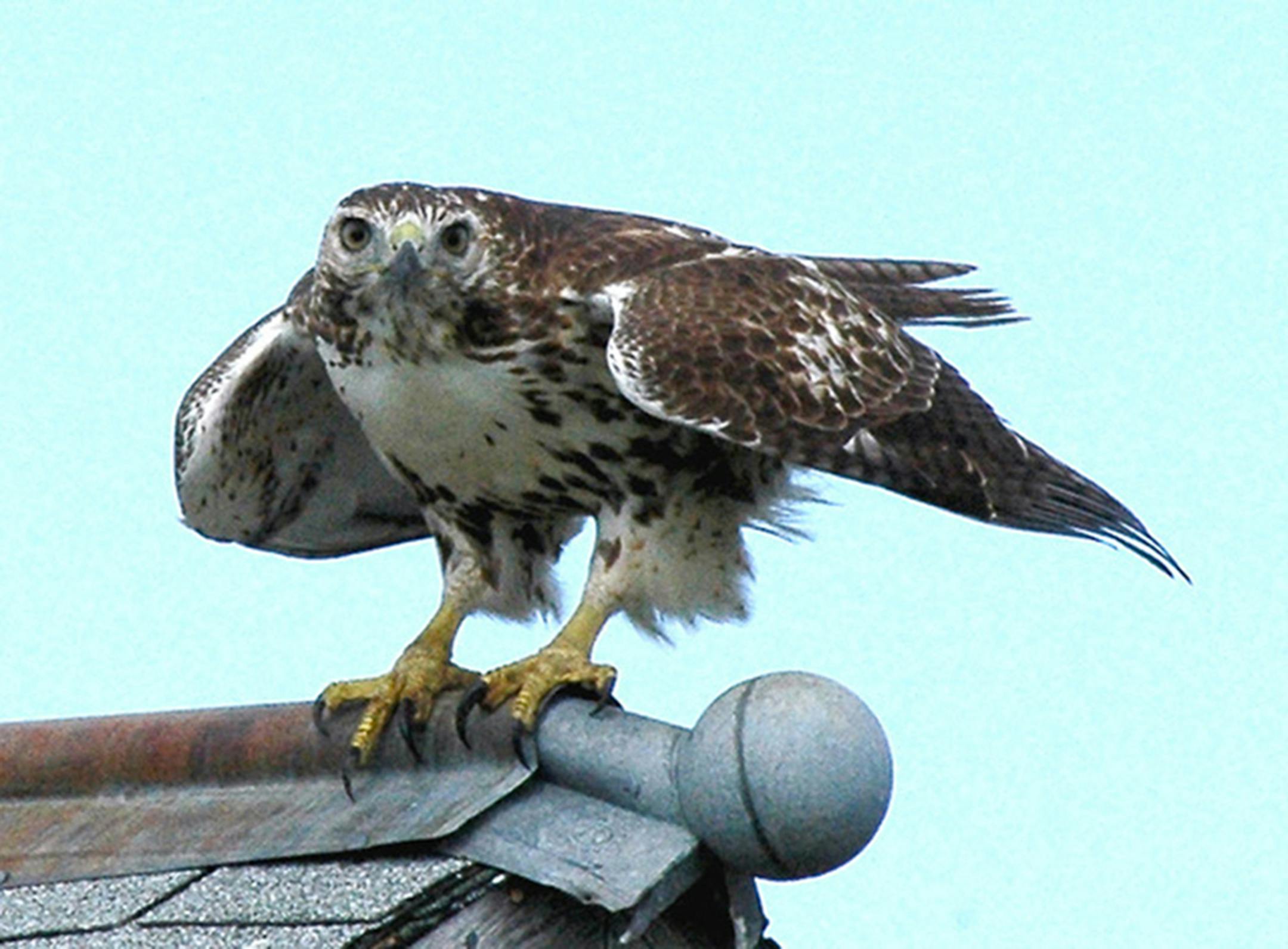 They look fierce, but red-tailed hawks weigh only about 3 pounds.