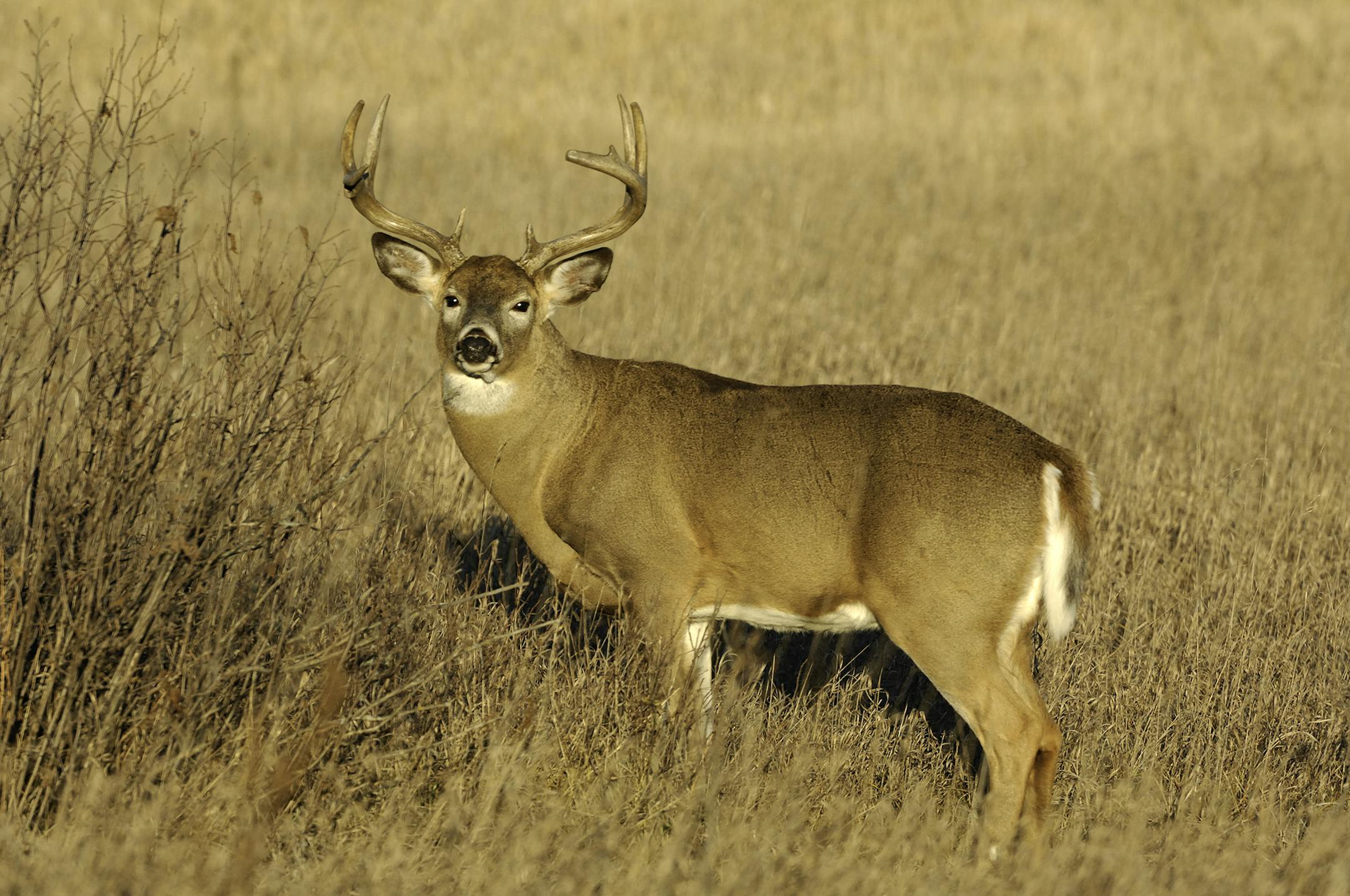 00274-340.13 White-tailed Deer Buck with huge body and large antlers pauses while feeding on hazel catkins during late fall. Hunt, food, survive.