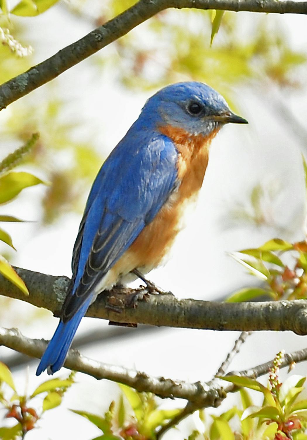 A bluebird’s intense blue is even more so to females, who can see his ultraviolet colors.